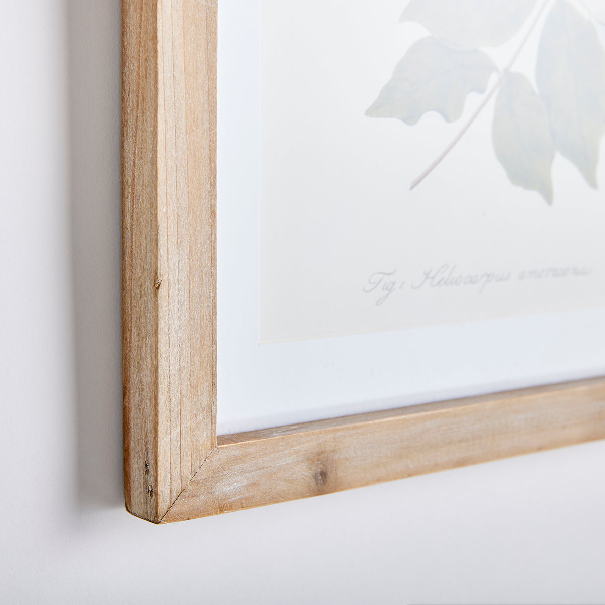 Flora and Fauna Gallery Prints, Set of 8