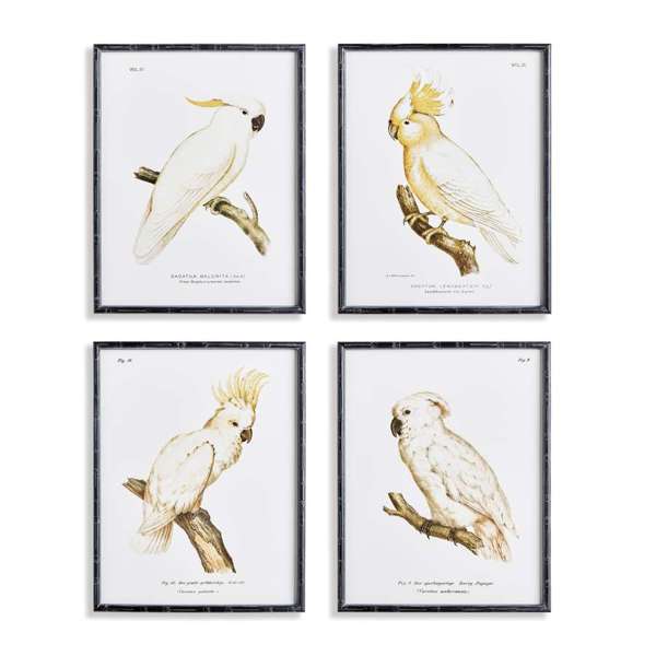 Parrot Study in White, Set of 4