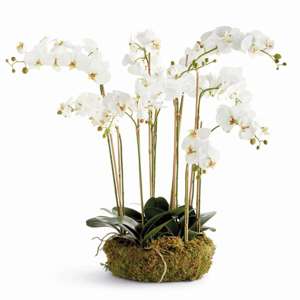 Phalaenopsis Orchid Bowl Drop-in 35"