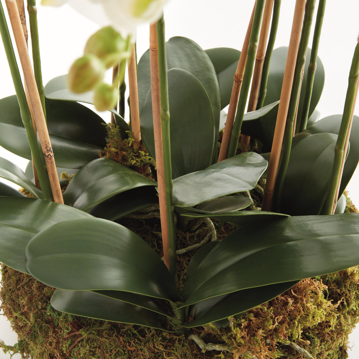 Phalaenopsis Orchid Bowl Drop-in 35"