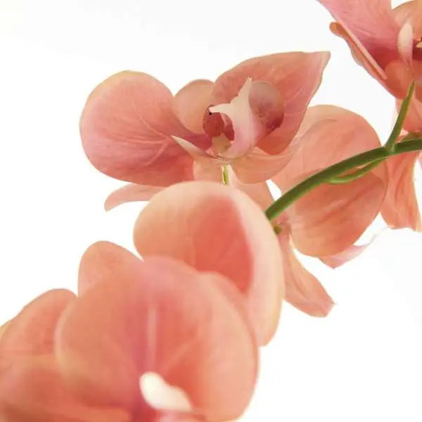 Pink Faux Phalaenopsis Orchid Drop In Arrangement