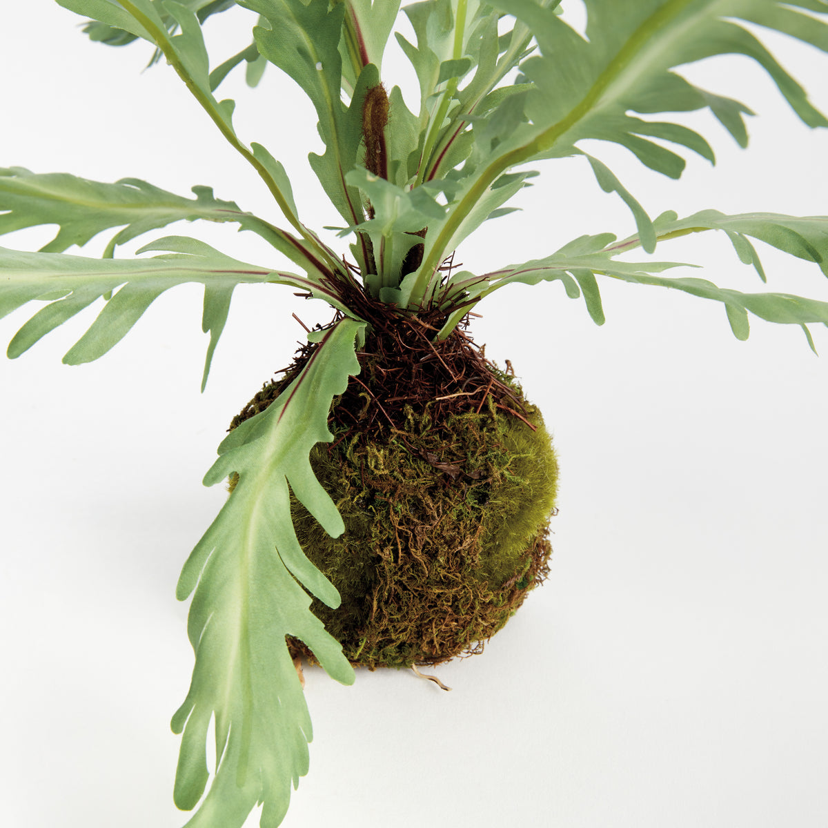 Birds Nest Fern Drop-in 9