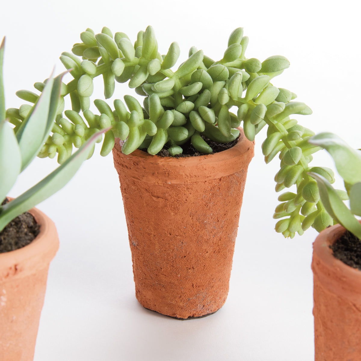 Potted Succulents 8.5", Set of 6