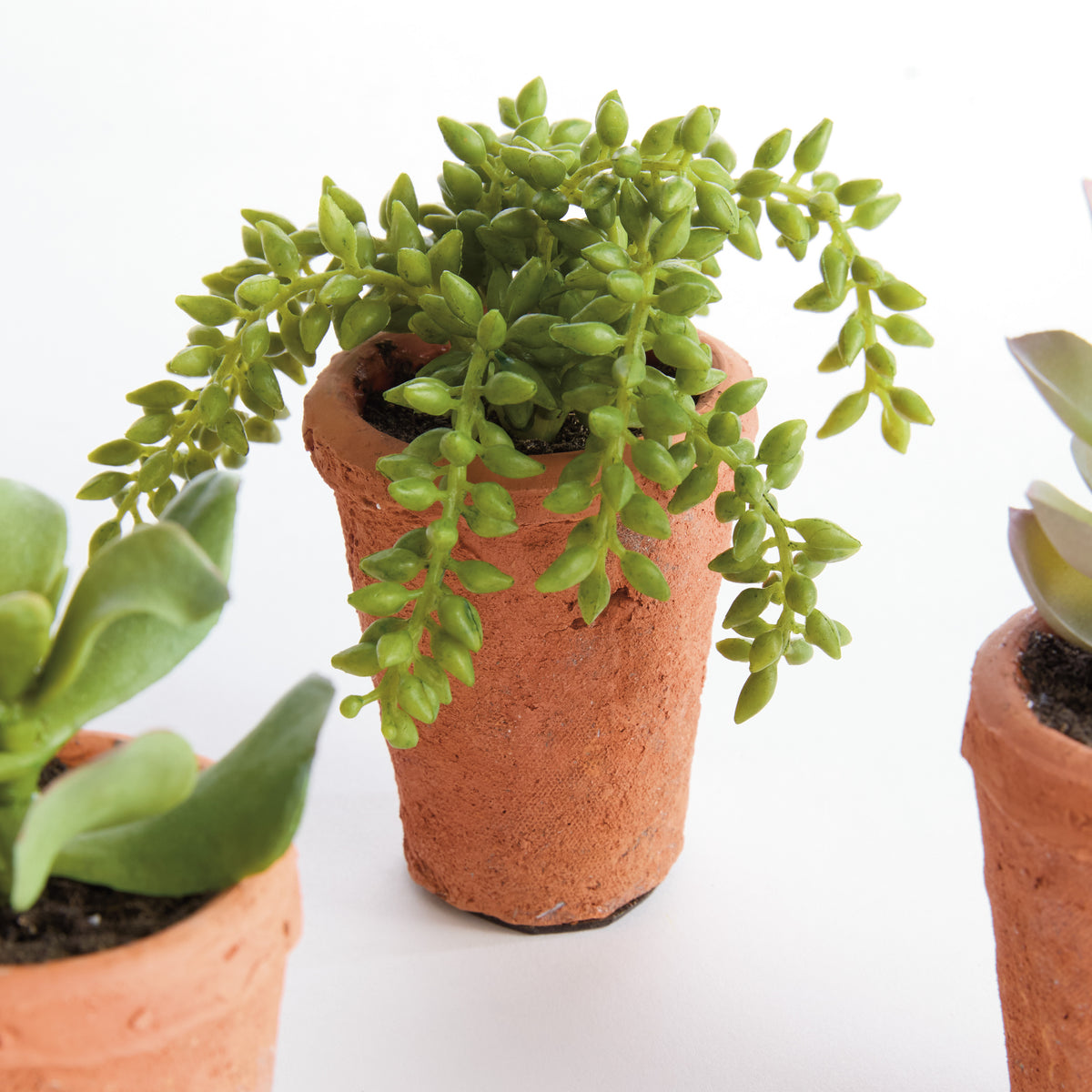 Potted Succulents 8.5", Set of 6