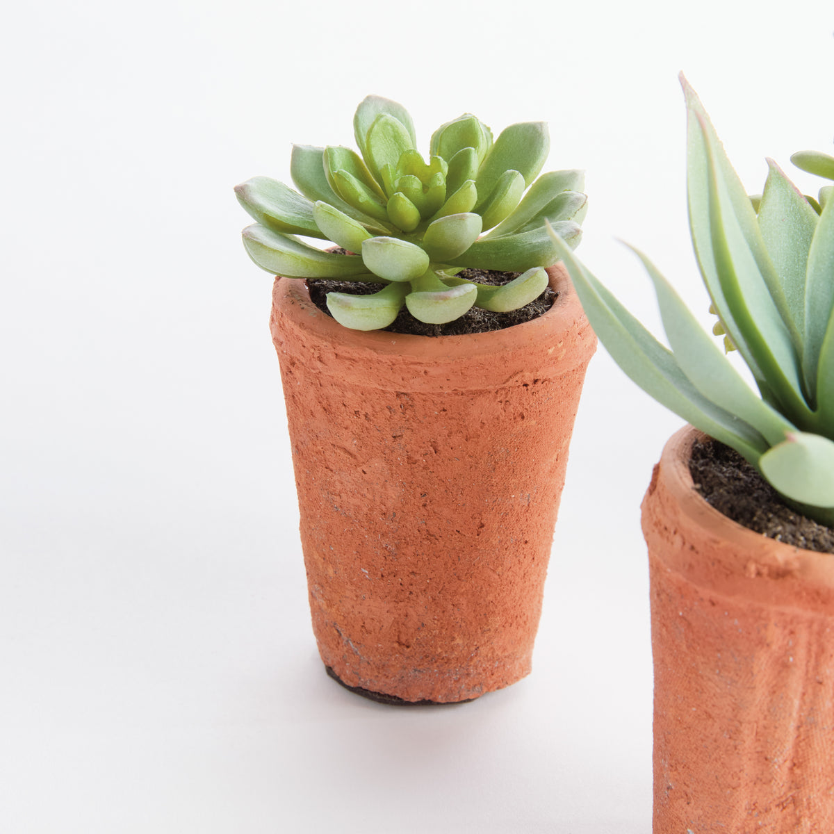 Potted Succulents 8.5", Set of 6