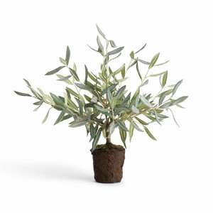 Olive Tree Drop-in 17.5"