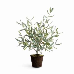 Olive Tree Drop-in 26"