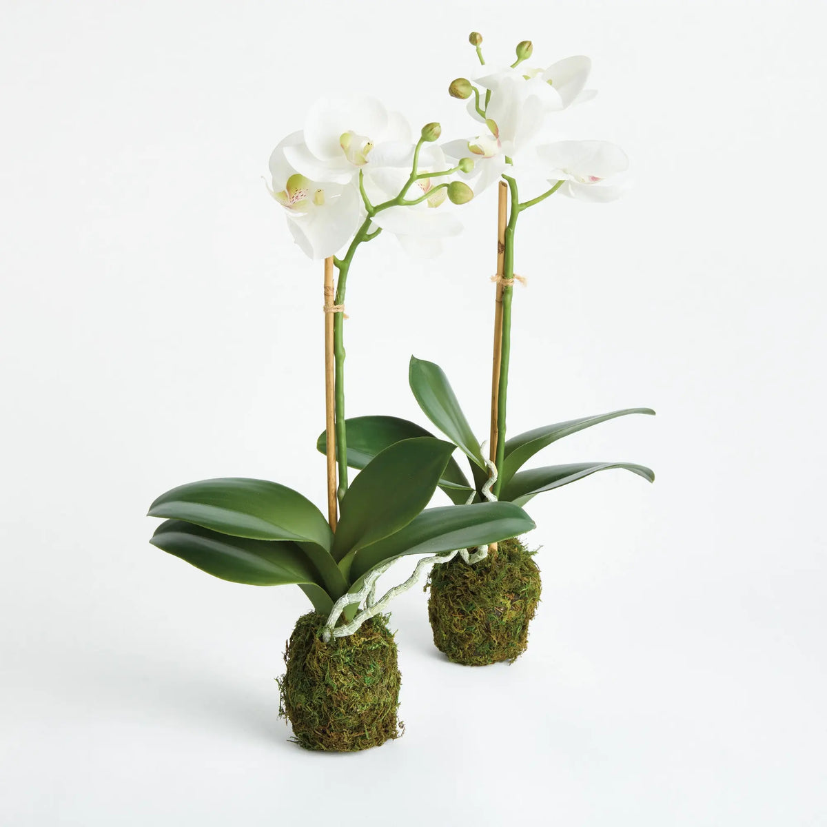 Phalaenopsis Orchid Drop-in 15" Set of 2