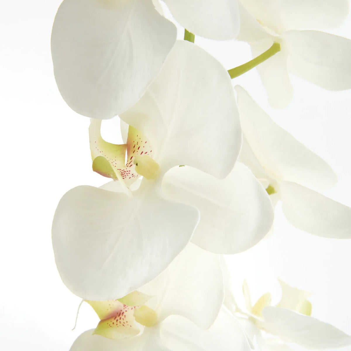 Phalaenopsis Orchid Stems 28" Set of 4 – White