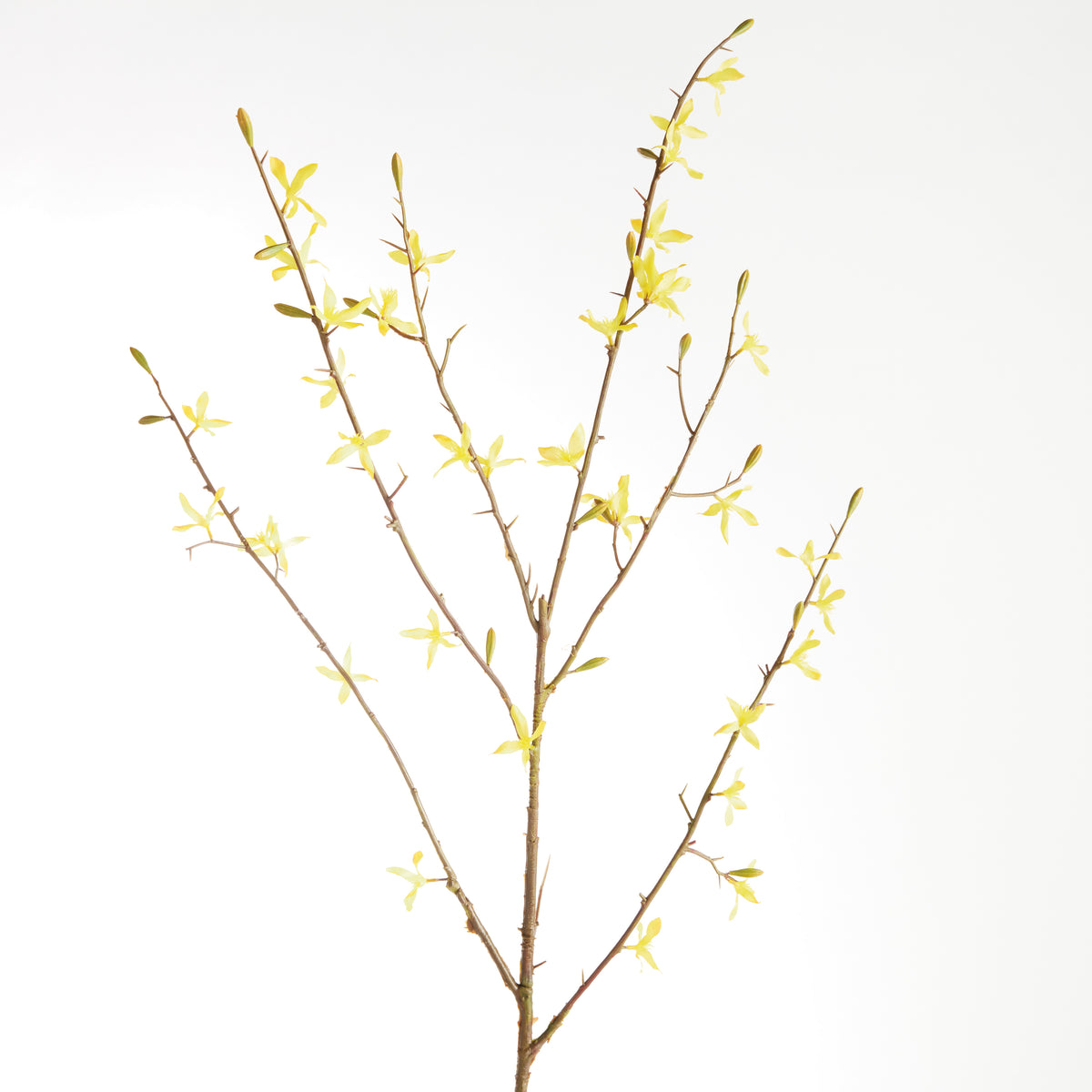 Forsythia Stems 47", Set of 6