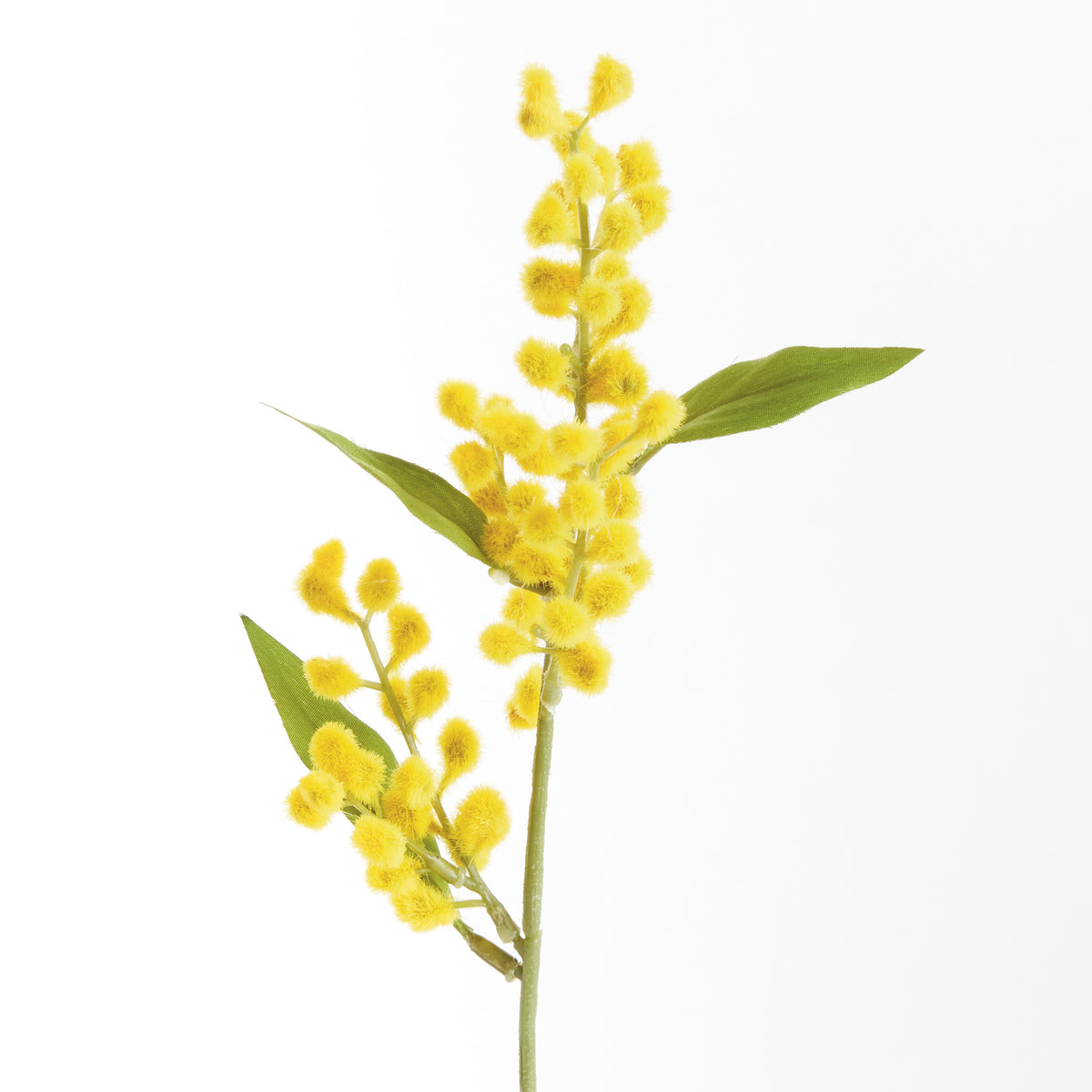 Mimosa Cuttings 11", Set of 12