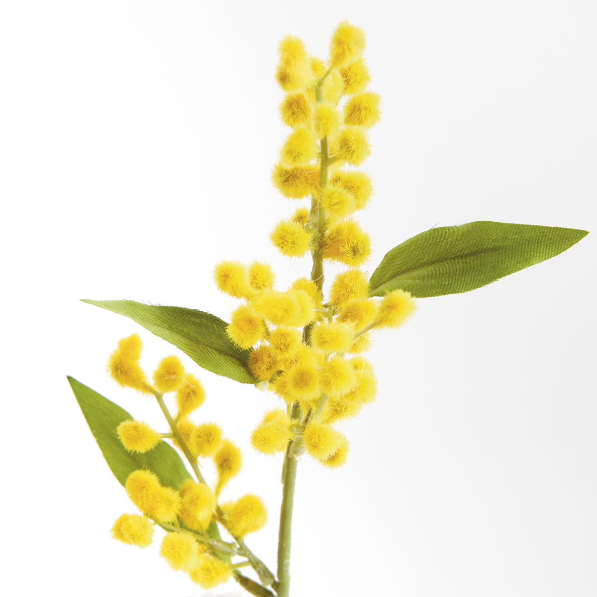 Mimosa Cuttings 11", Set of 12
