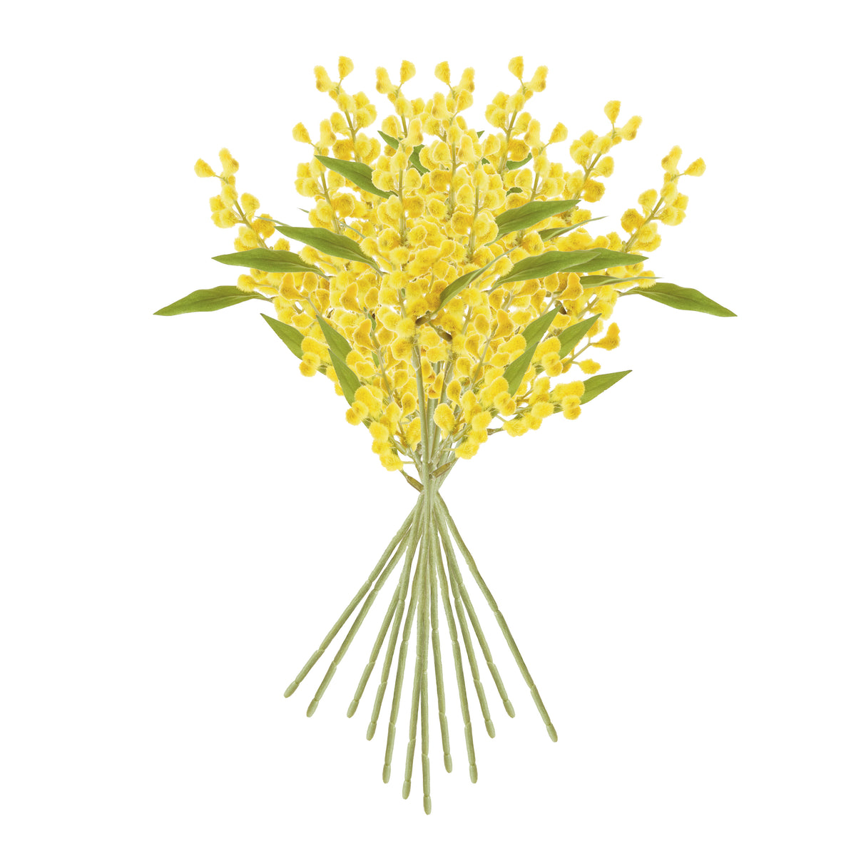 Mimosa Cuttings 11", Set of 12