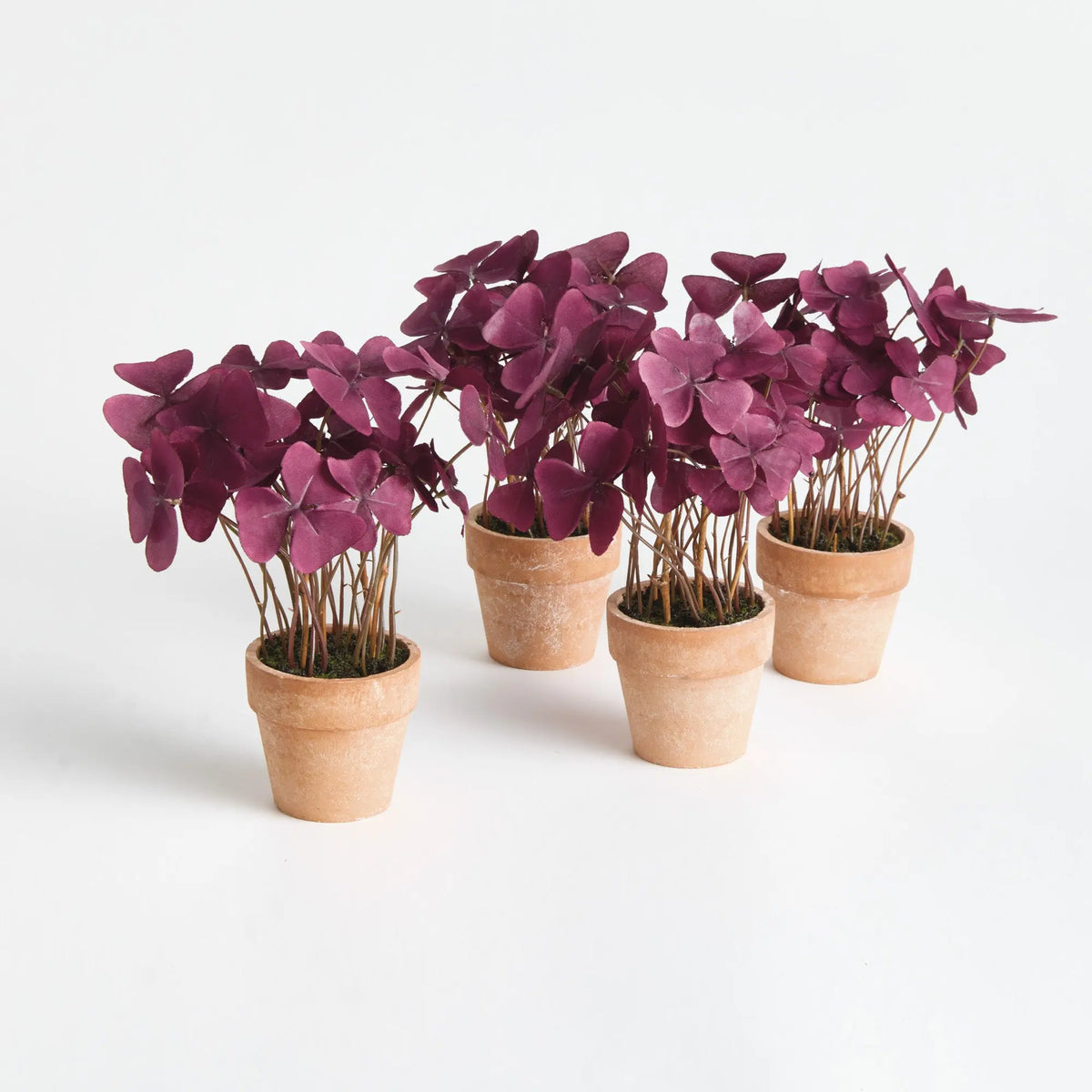Mini Oxalis Potted Drop-in 7" Set of 4