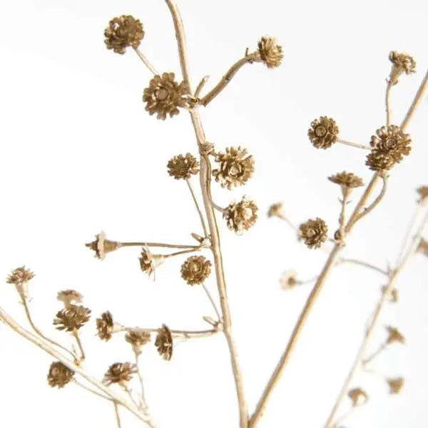 Gilded Baby's Breath Stems 31" Set of 4 | Gilded Gold Baby's Breath Stems Napa Home & Garden