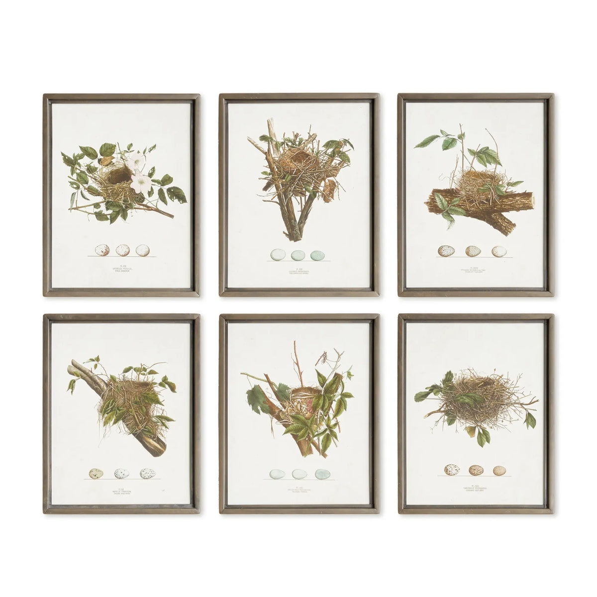 Assorted Bird Nest Study St/6