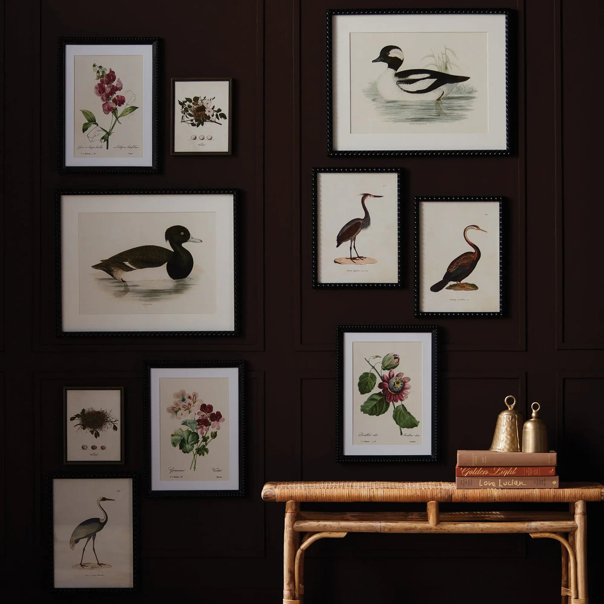 Assorted Bird Nest Study St/6