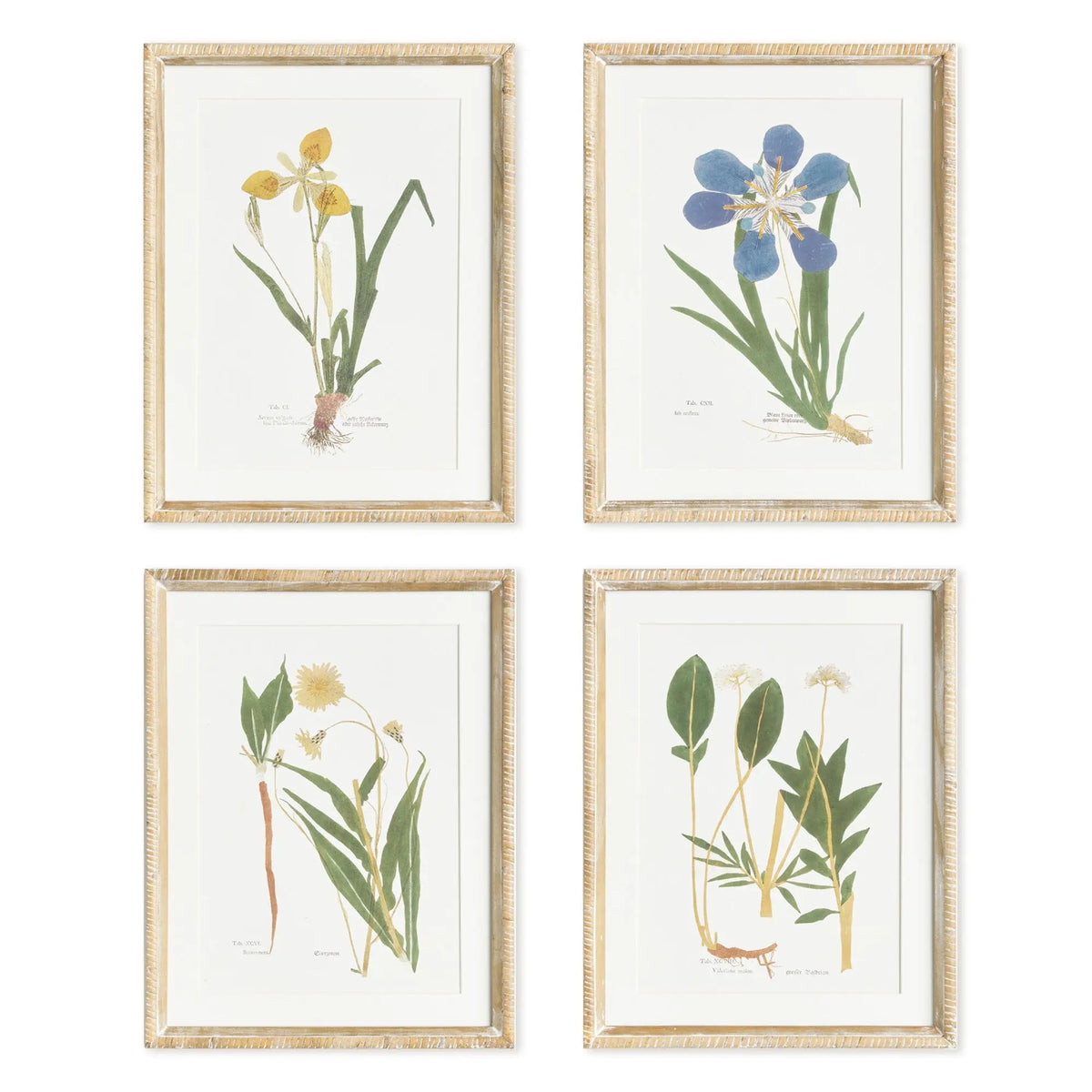 Assorted Pressed Flower Study Set of 4
