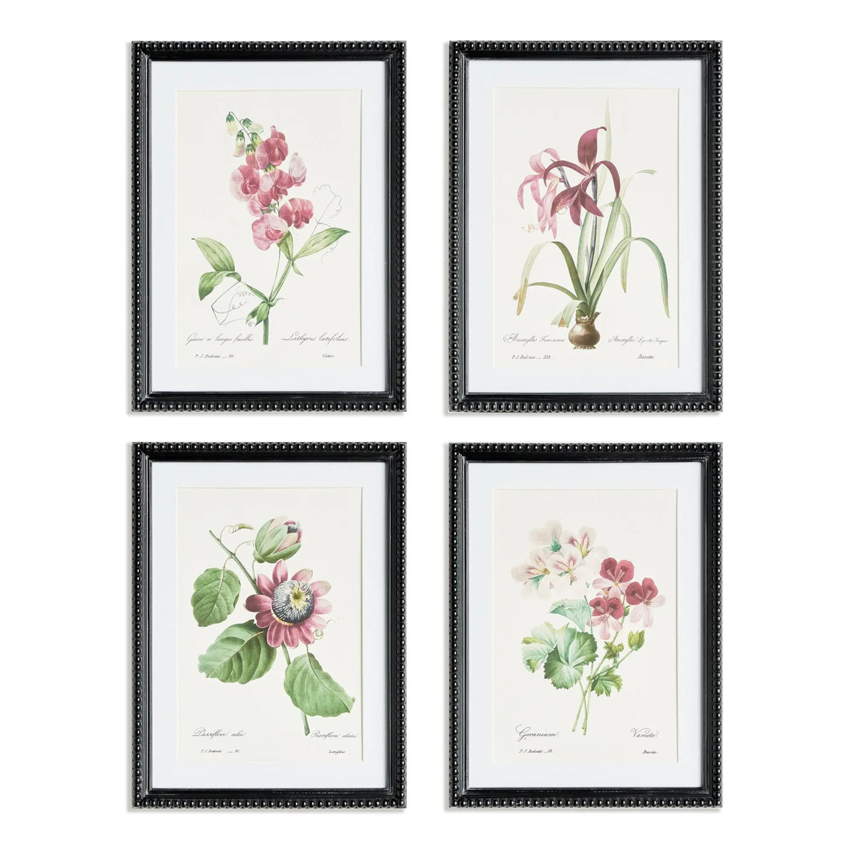 Blush Blooms Study Set of 4