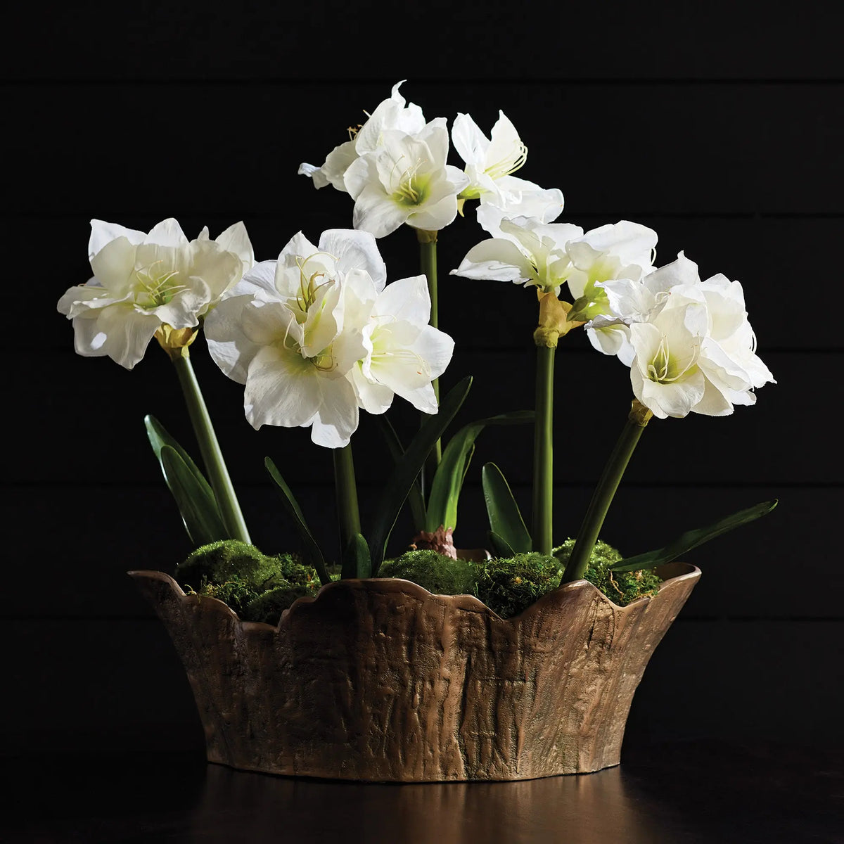 Amaryllis Bulb Set of 2 – White