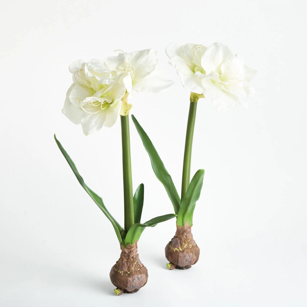 Amaryllis Bulb Set of 2 – White