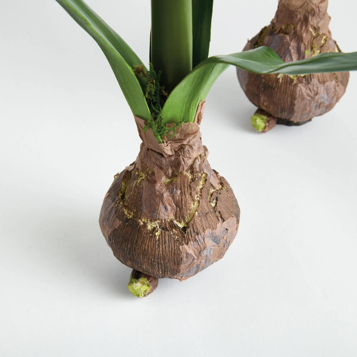 Amaryllis Bulb Set of 2 – White