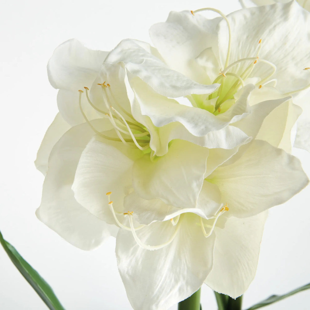 Amaryllis Bulb Set of 2 – White