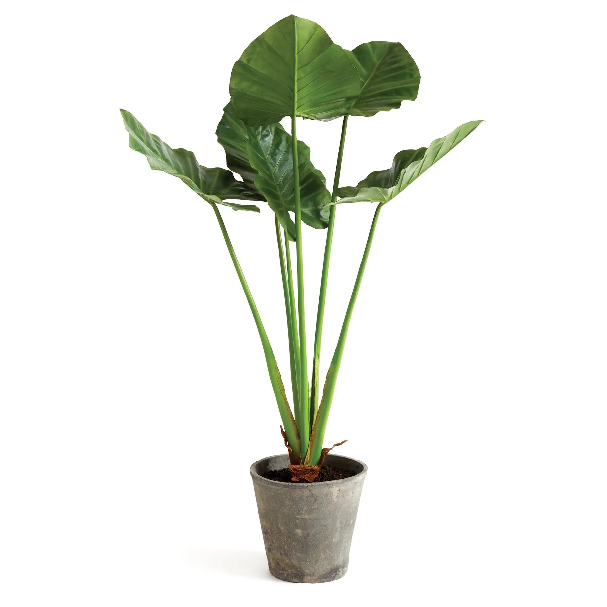 Alocasia Potted 42" - Realistic Faux Tropical Elephant Ear Plant - Villa Decor & Design