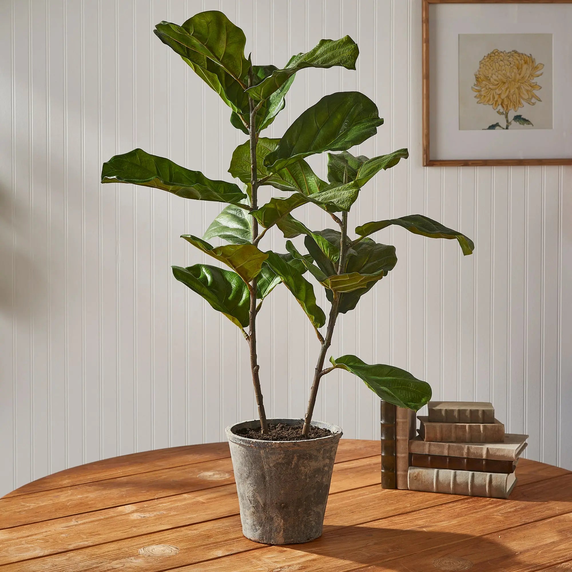 FIDDLE LEAF FIG POTTED 43" Villa Decor & Design
