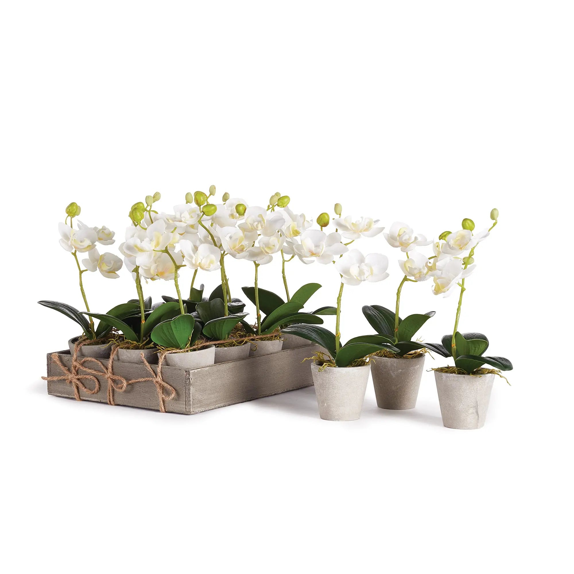MINI PHALAENOPSIS 9" POTTED, Set of 12 Villa Decor & Design