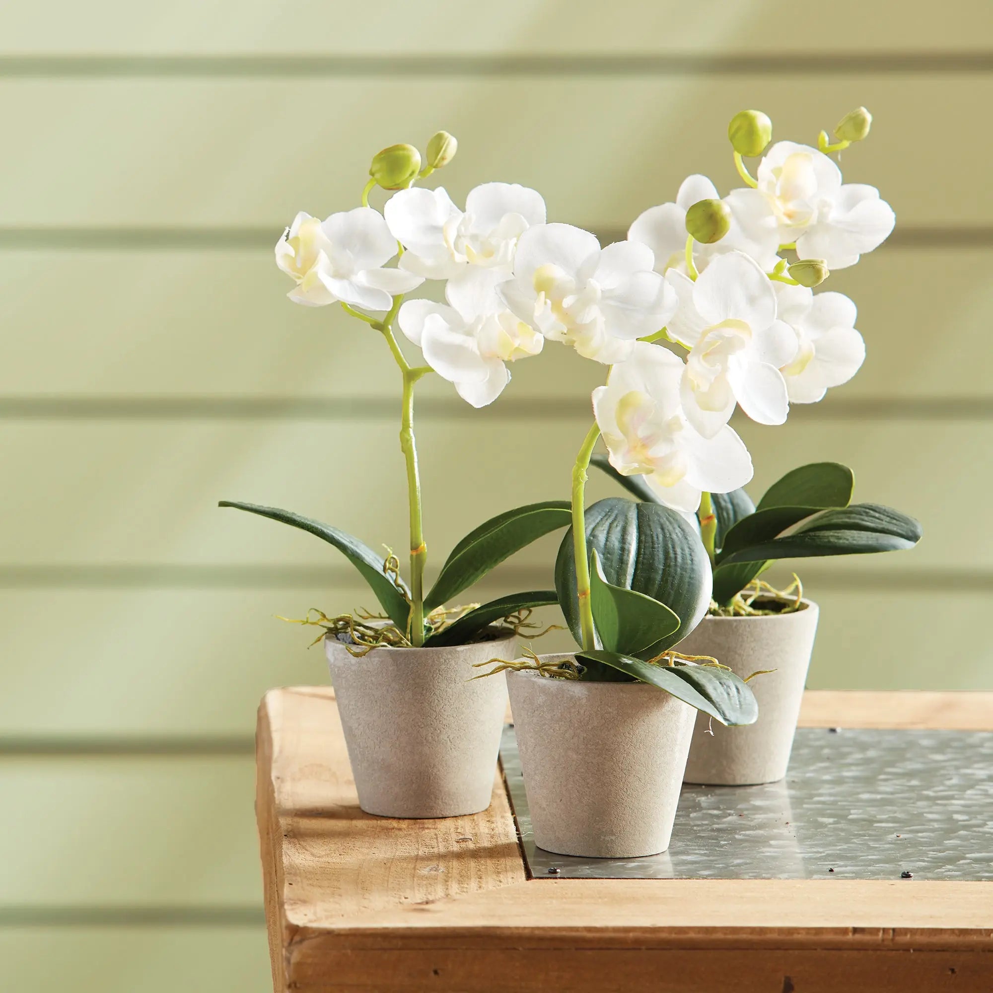 MINI PHALAENOPSIS 9" POTTED, Set of 12 Villa Decor & Design