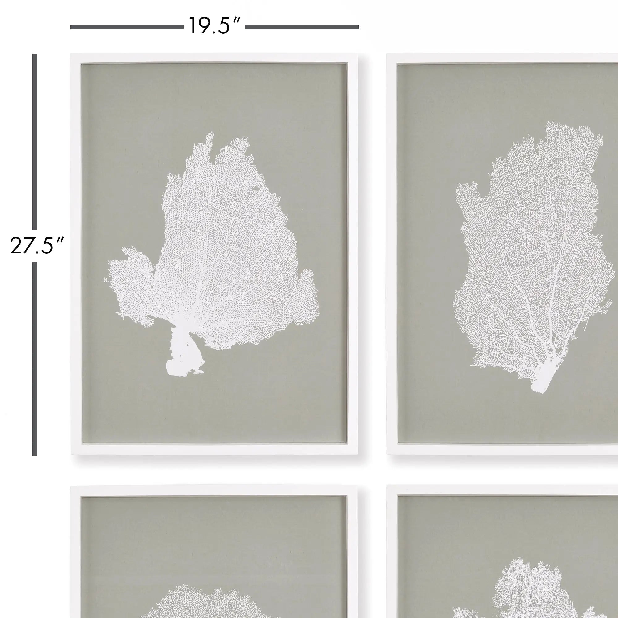 Set of 4 framed coral fan prints in white frames with gray taupe backgrounds