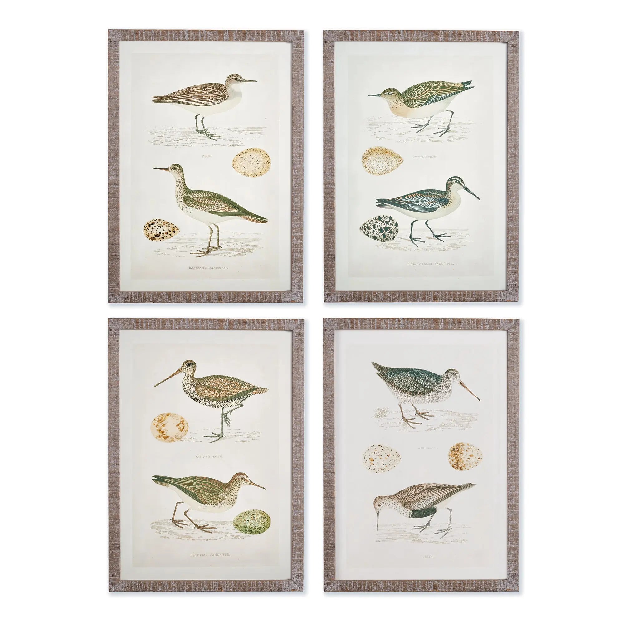 COASTAL BIRDS STUDY, SET OF 4 Villa Decor & Design