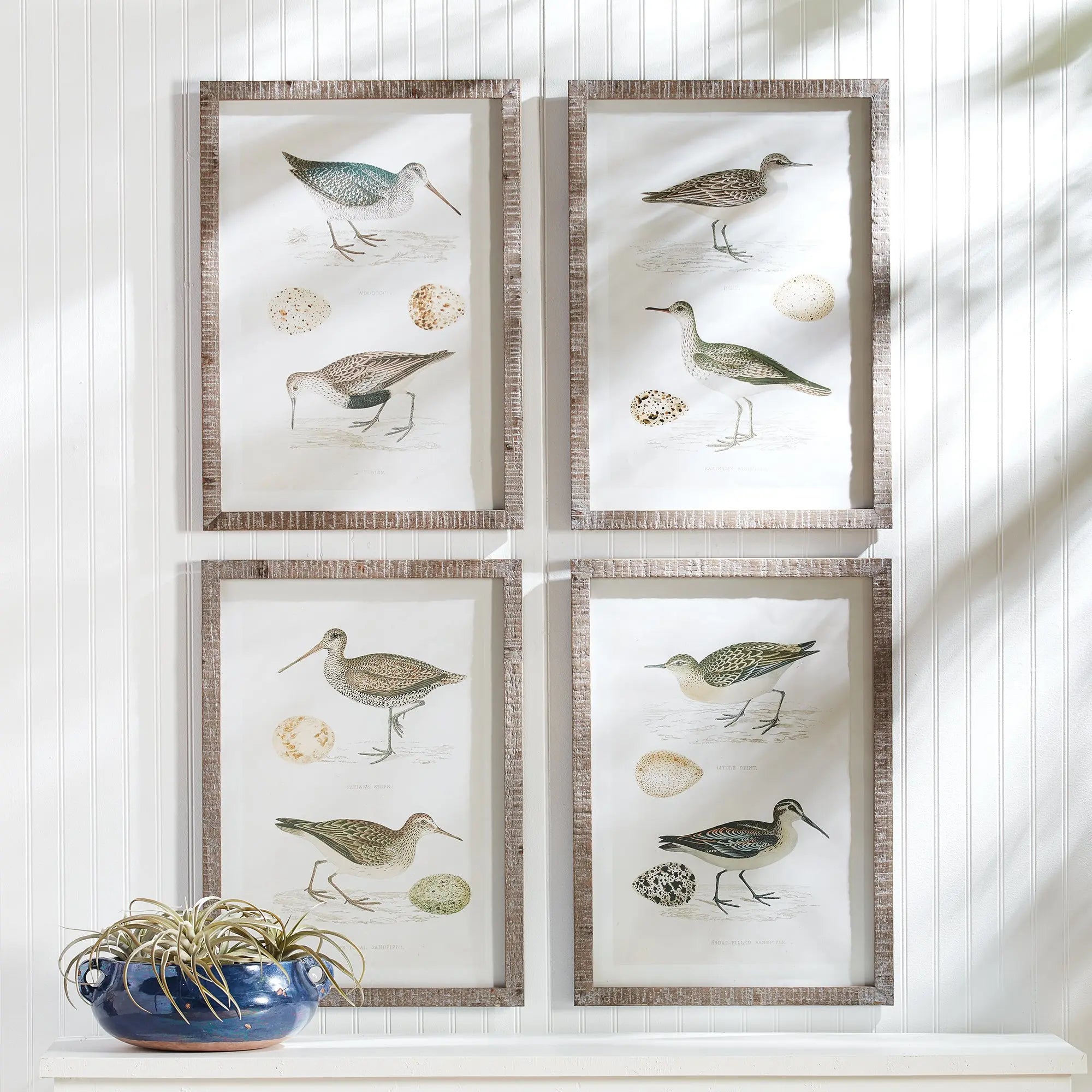 COASTAL BIRDS STUDY, SET OF 4 Villa Decor & Design