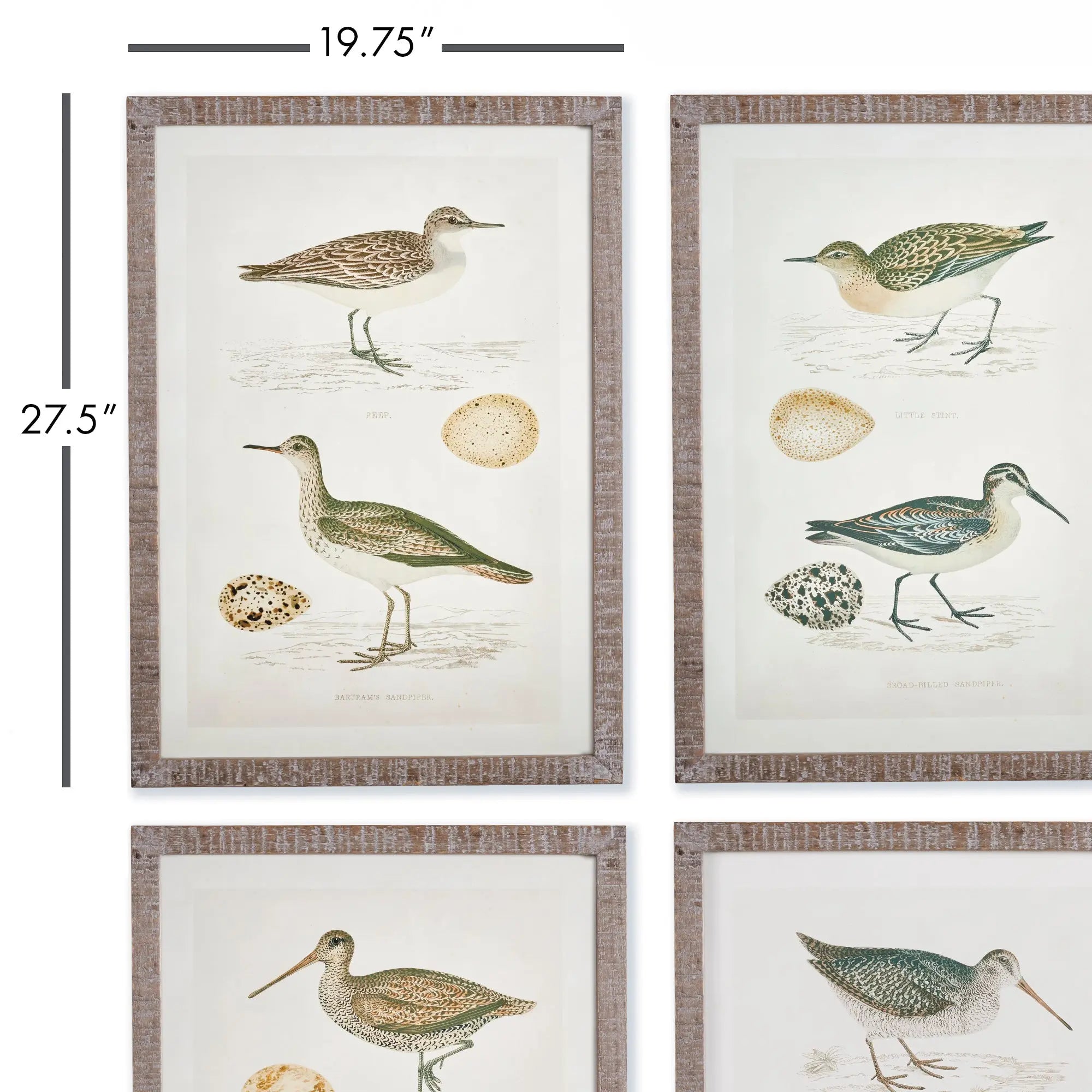 COASTAL BIRDS STUDY, SET OF 4 Villa Decor & Design