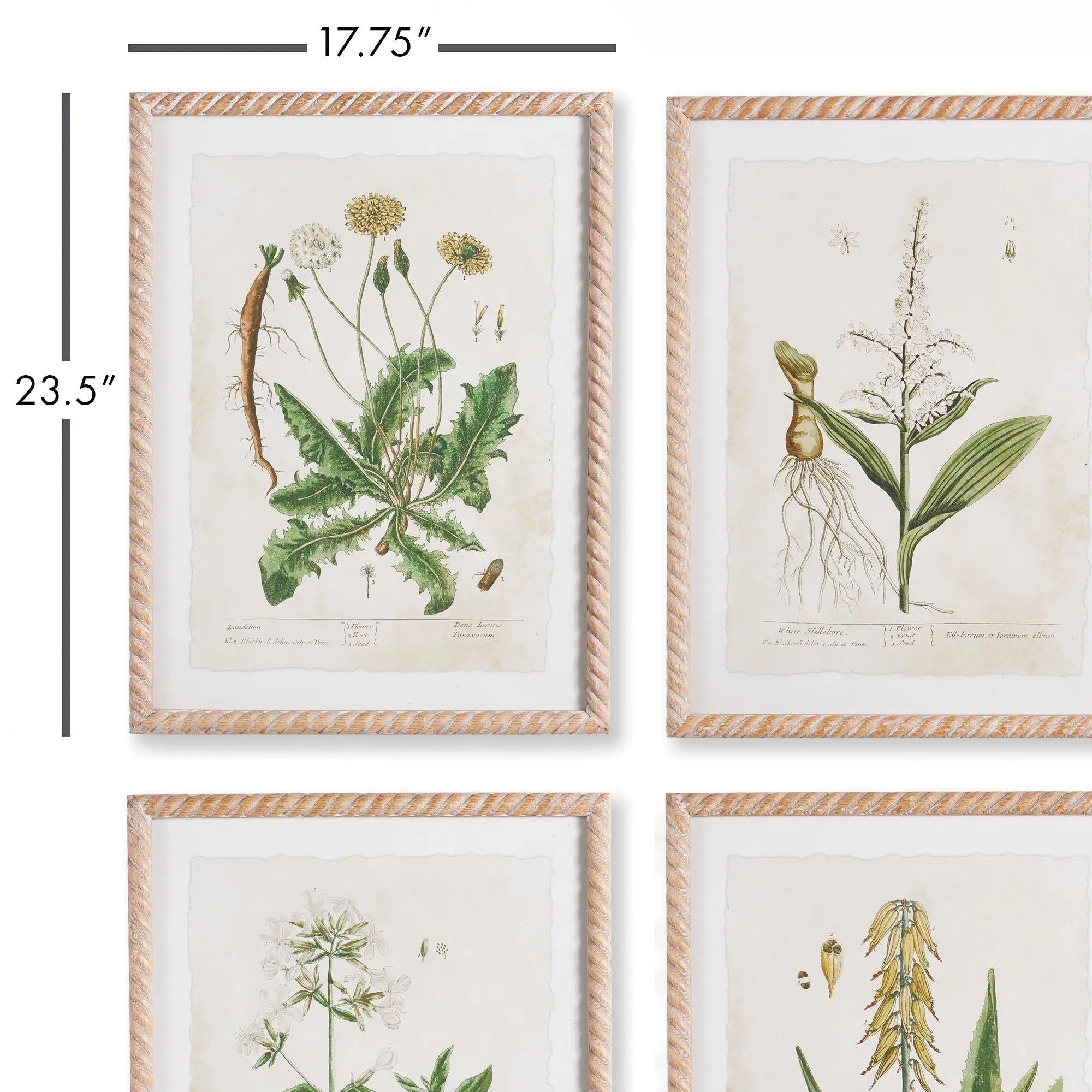 VINTAGE BOTANICAL STUDY, SET OF 4 Villa Decor & Design