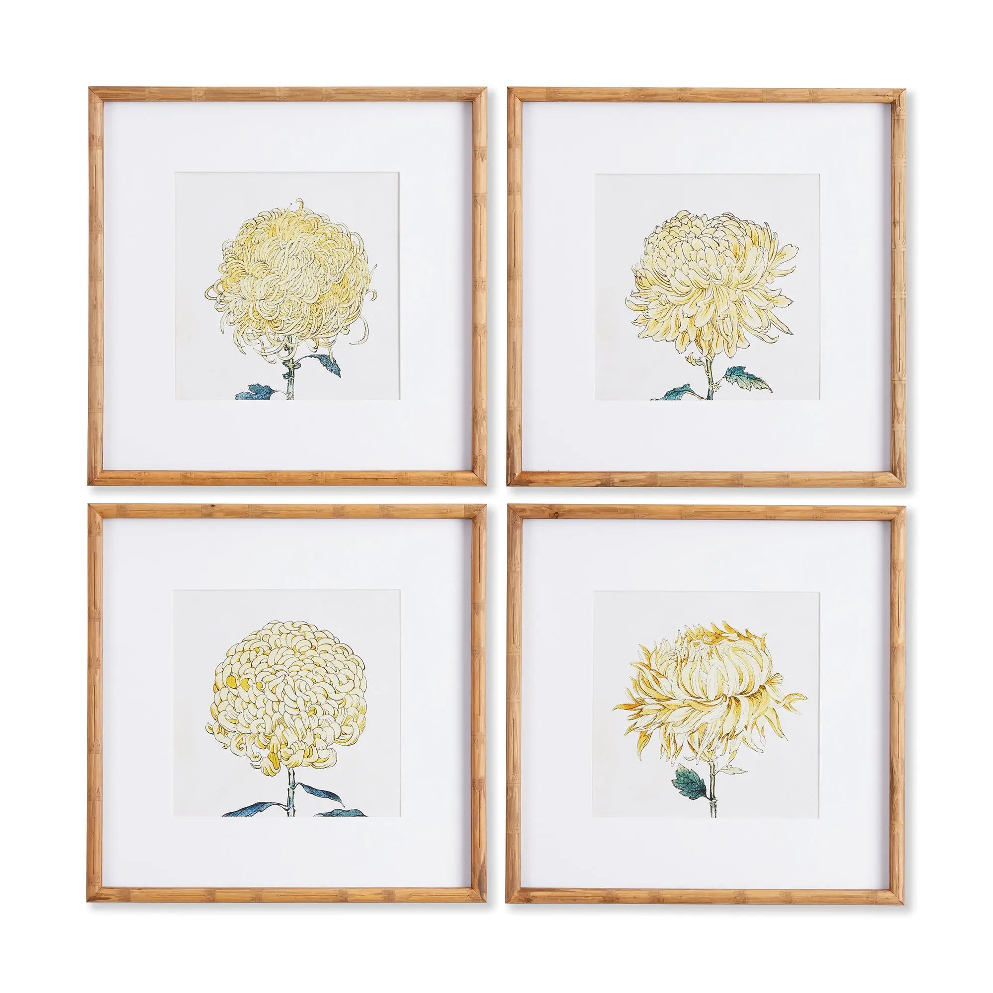 Chrysanthemum Prints, SET OF 4