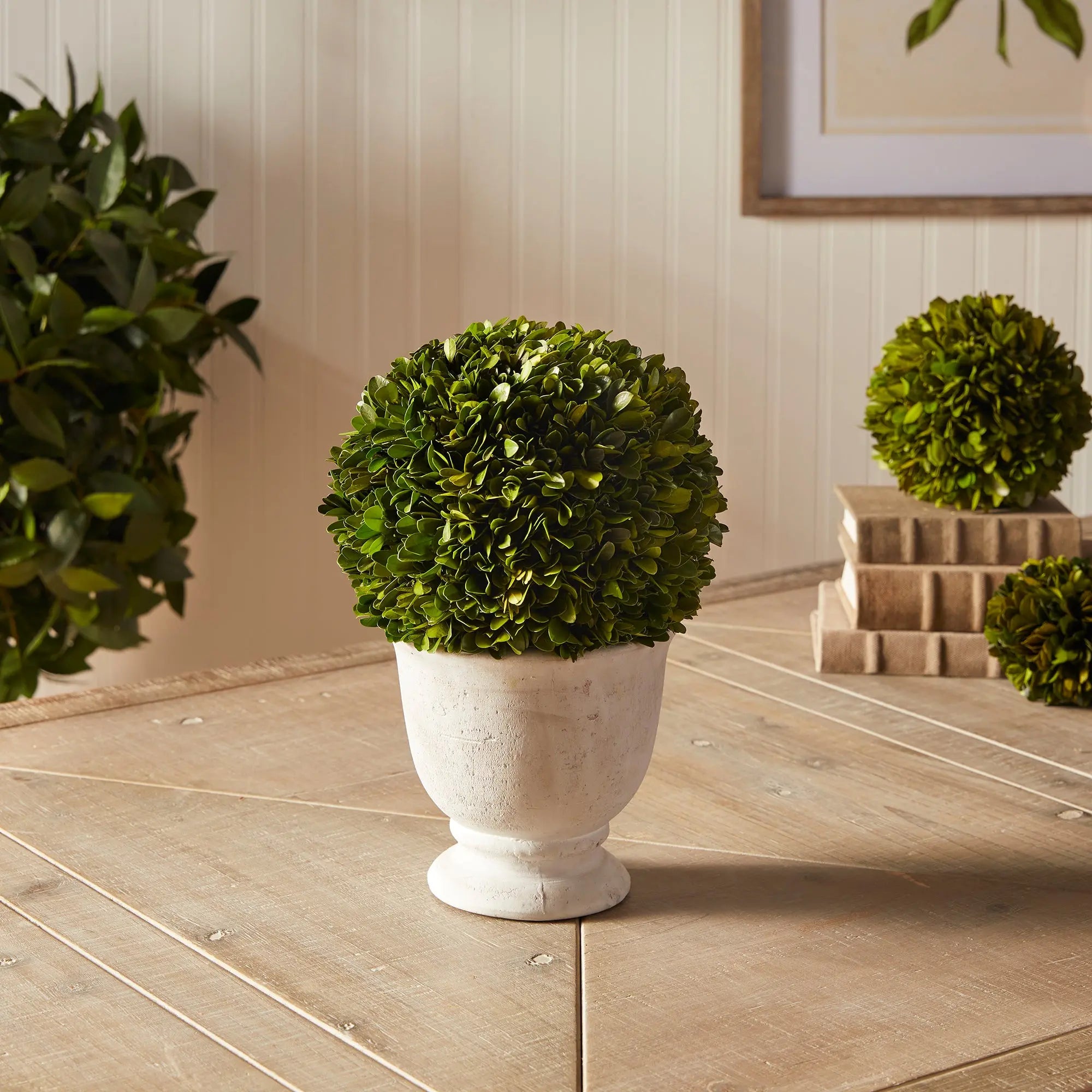 Large Boxwood Ball Topiary in White Ceramic Pot - 12" - Villa Decor & Design