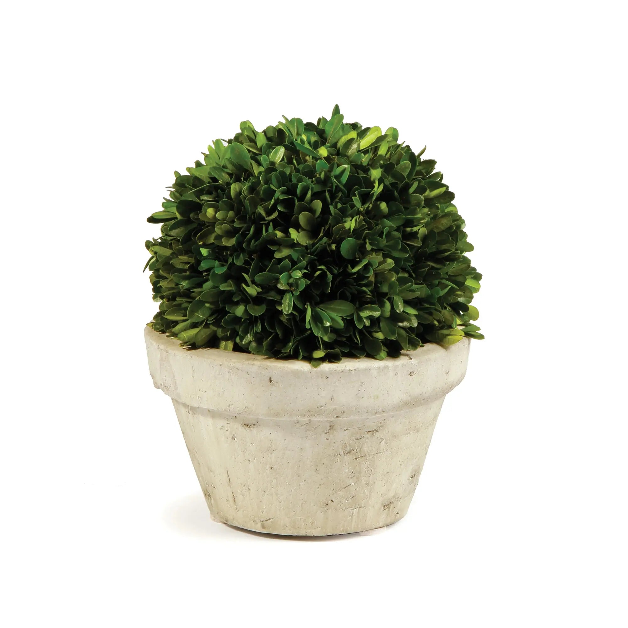 Large Preserved Boxwood Ball in Terracotta Pot