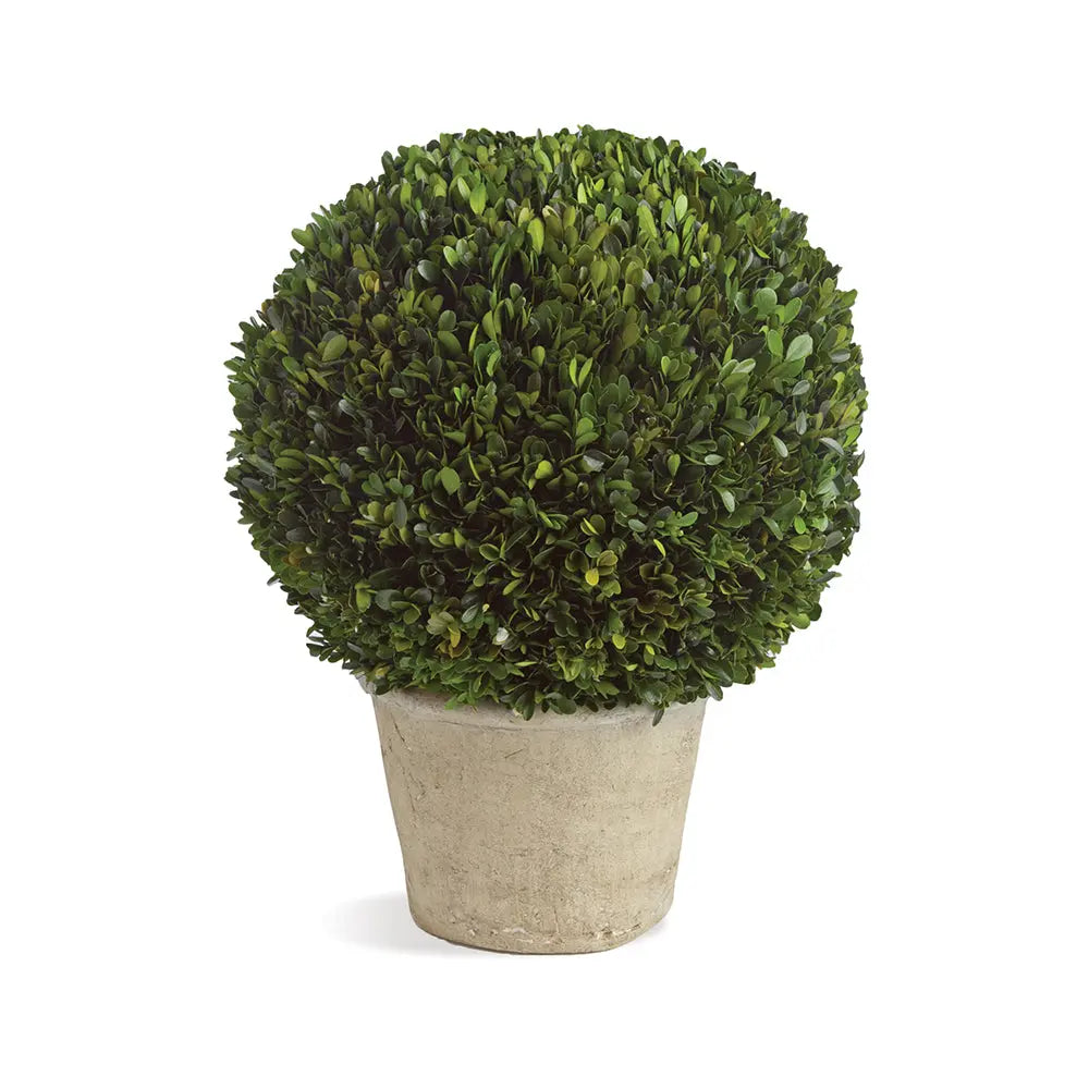 12-Inch Real Boxwood Topiary Arrangement
