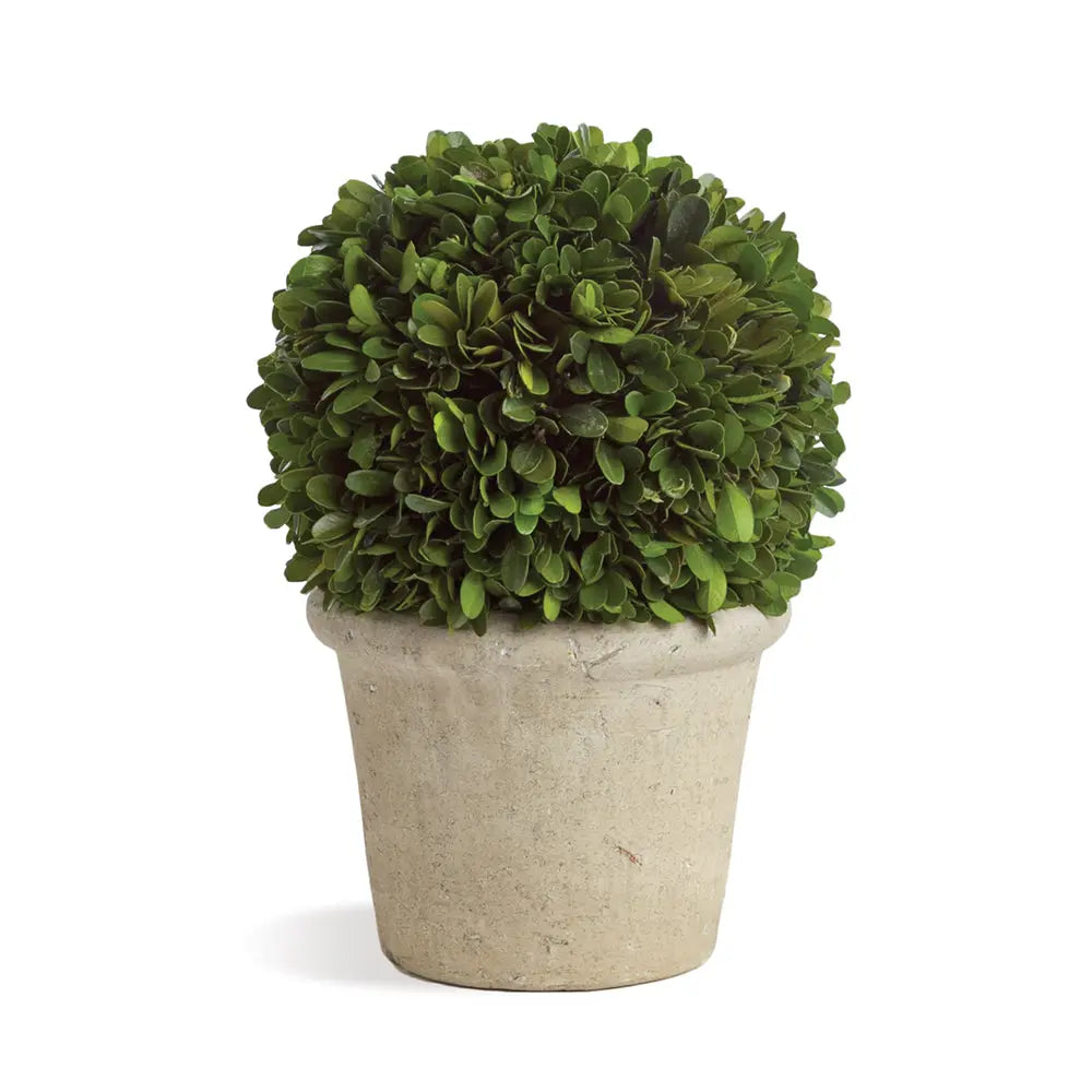 8-Inch Real Boxwood Topiary Arrangement