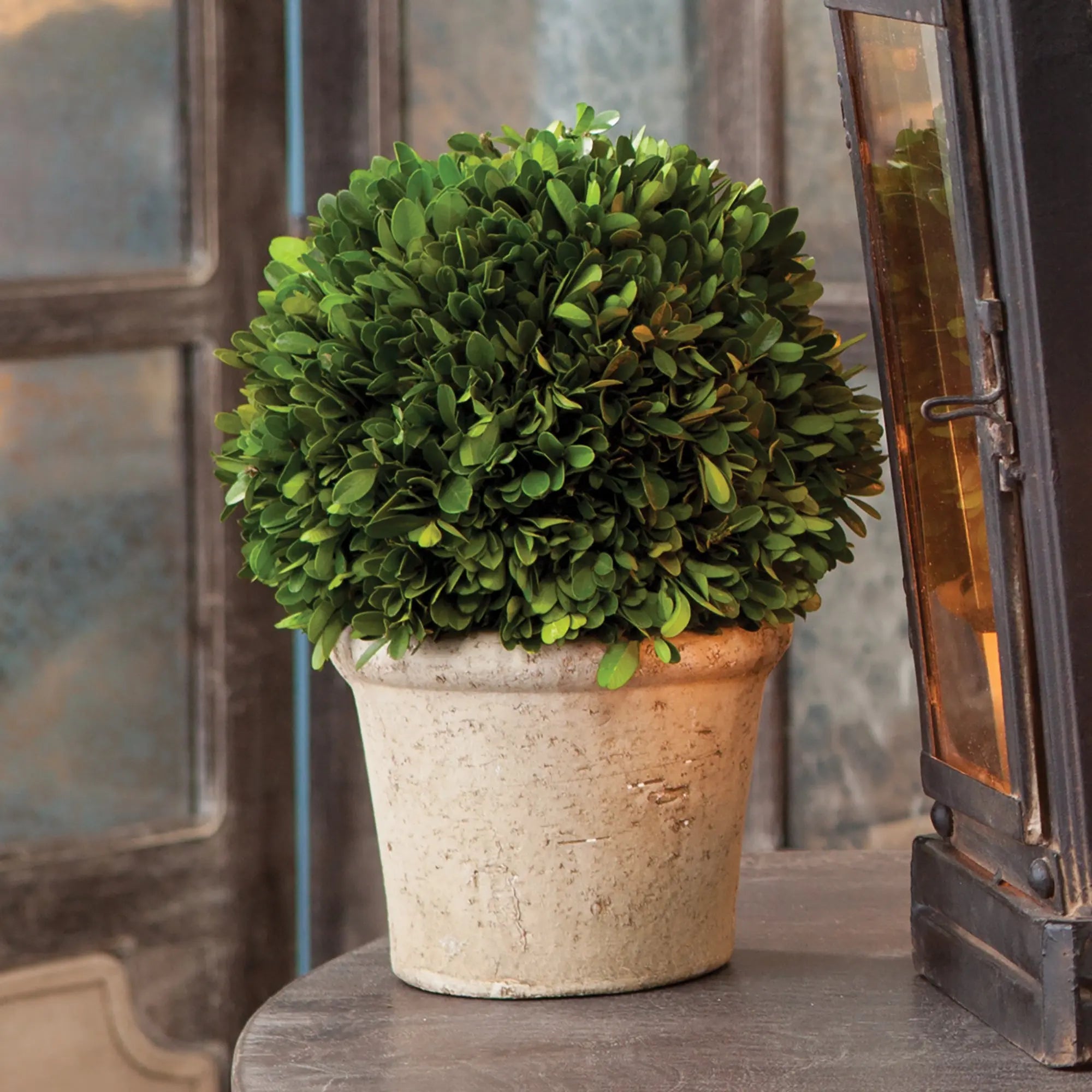 8-Inch Real Boxwood Topiary Arrangement