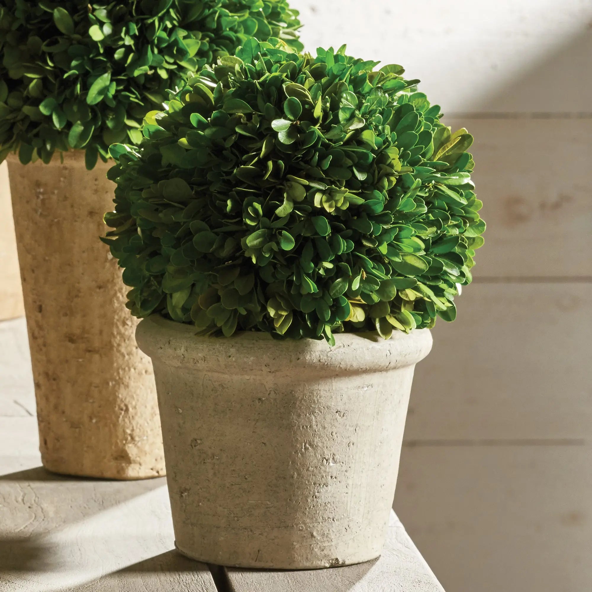8-Inch Real Boxwood Topiary Arrangement