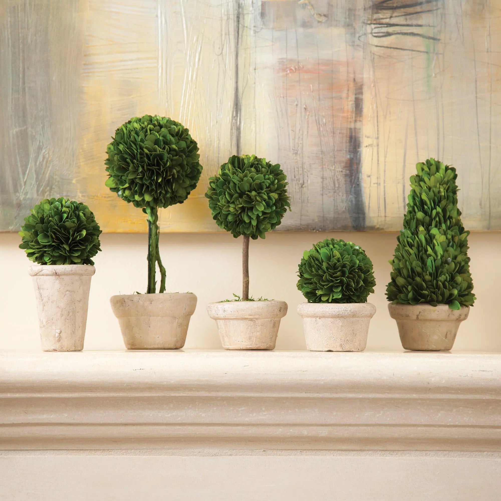 Preserved Boxwood Topiaries in Terracotta Pots - Set of 5 - Villa Decor & Design
