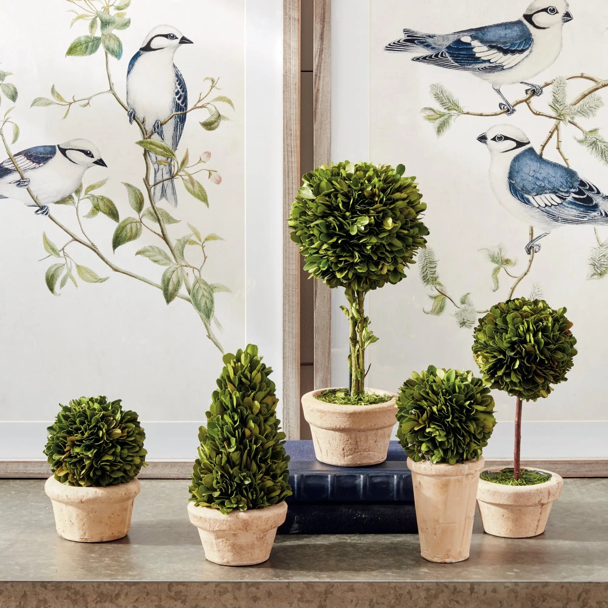 Preserved Boxwood Topiaries in Terracotta Pots - Set of 5 - Villa Decor & Design