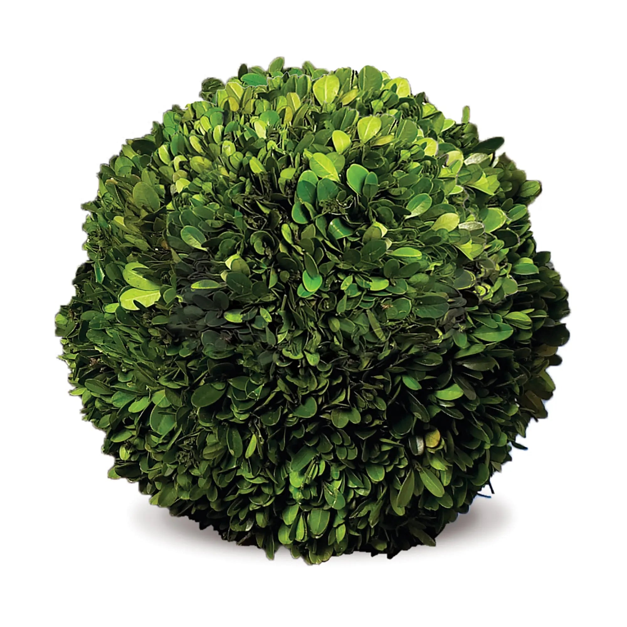 Boxwood Ball - 12"