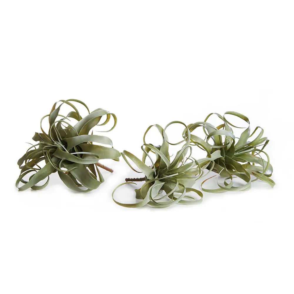 Set of 3 realistic faux sage Tillandsia air plants with curled matte leaves


