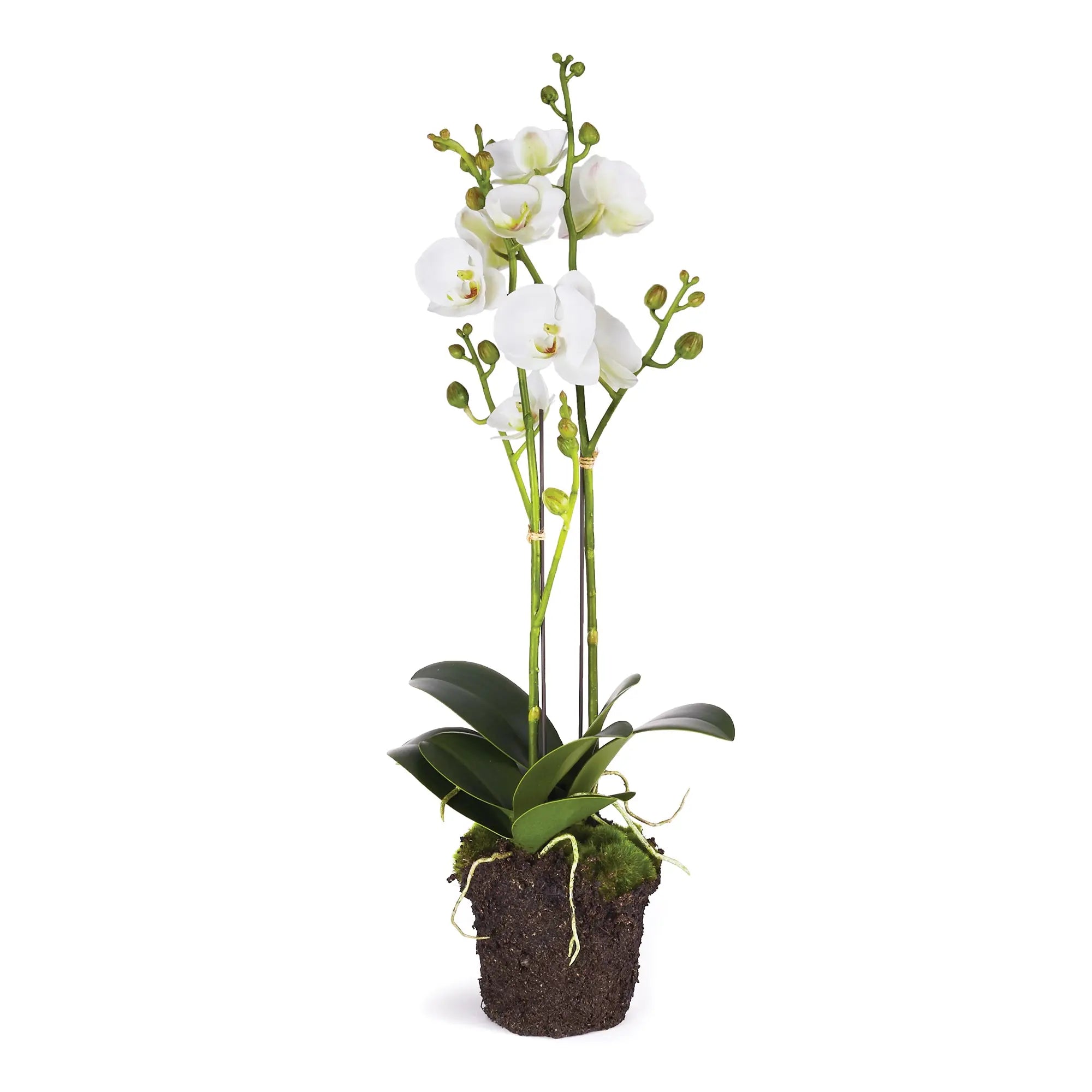 Phalaenopsis x2 DROP-IN 23"