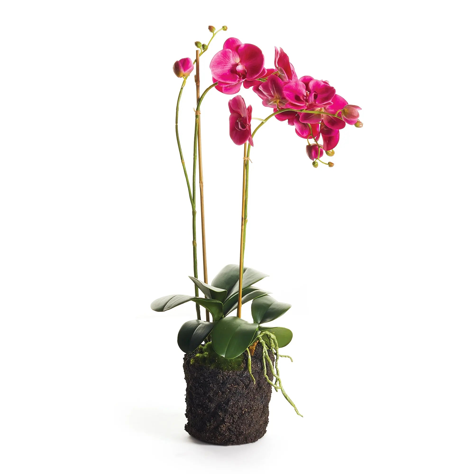 Phalaenopsis x2 DROP-IN 29"