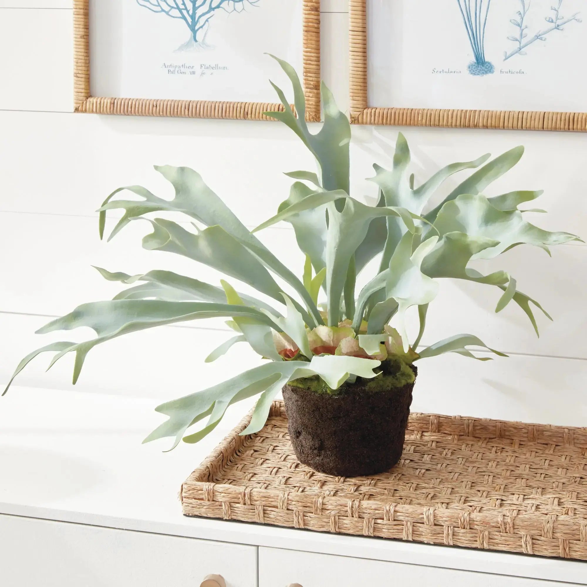 STAGHORN FERN DROP-IN 21" Villa Decor & Design